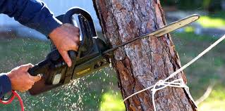 Lawn Maintenance Plans in Sierra Vista Southeast, AZ