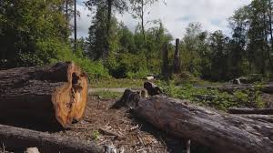 Sierra Vista Southeast, AZ Tree Care Company