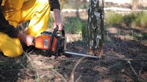 Best Lawn Pest Prevention  in Sierra Vista Southeast, AZ