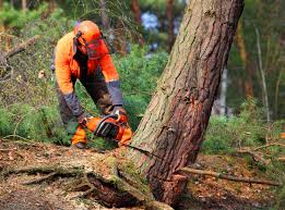 Best Tree Trimming and Pruning  in Sierra Vista Southeast, AZ