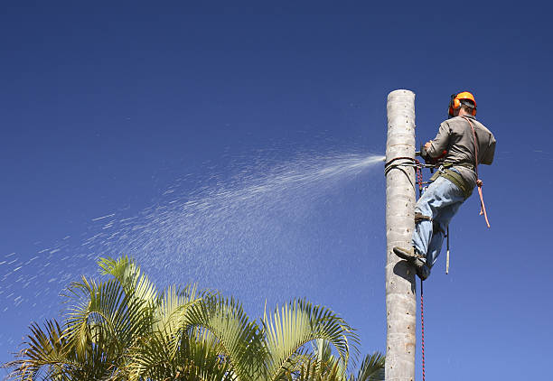 Best Palm Tree Trimming  in Sierra Vista Southeast, AZ