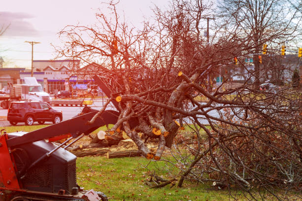 Best Tree Mulching  in Sierra Vista Southeast, AZ
