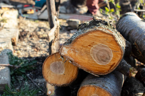 Best Aeration Services  in Sierra Vista Southeast, AZ