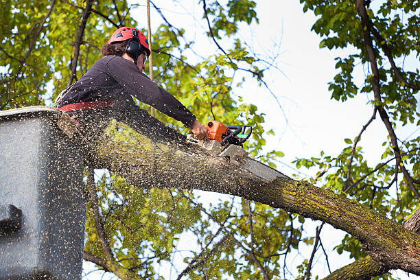 Best Pest Control for Lawns  in Sierra Vista Southeast, AZ