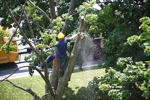 Best Tree Removal  in Sierra Vista Southeast, AZ