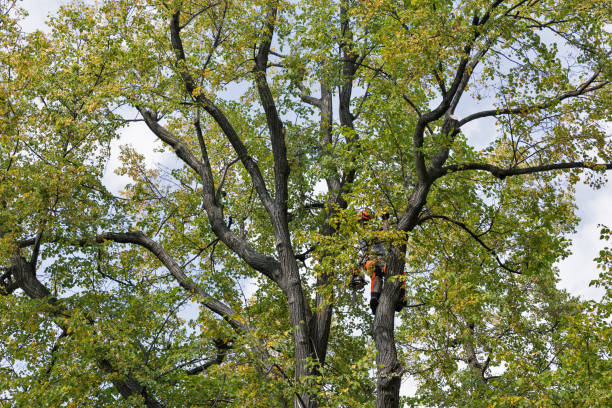 Best Fruit Tree Pruning  in Sierra Vista Southeast, AZ
