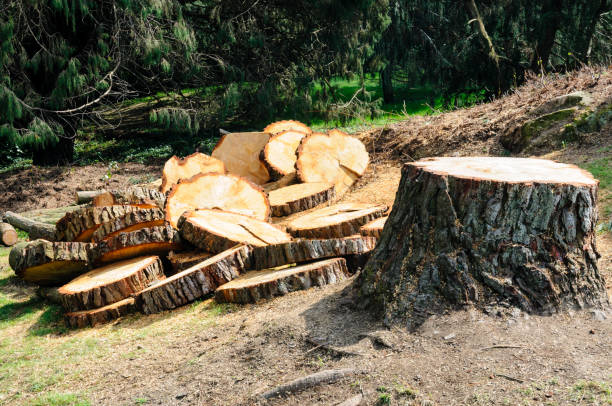 Best Root Management and Removal  in Sierra Vista Southeast, AZ